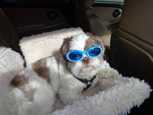 shih tzu goggles