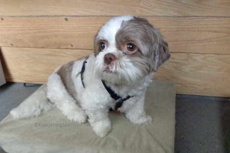 black shih tzu haircuts