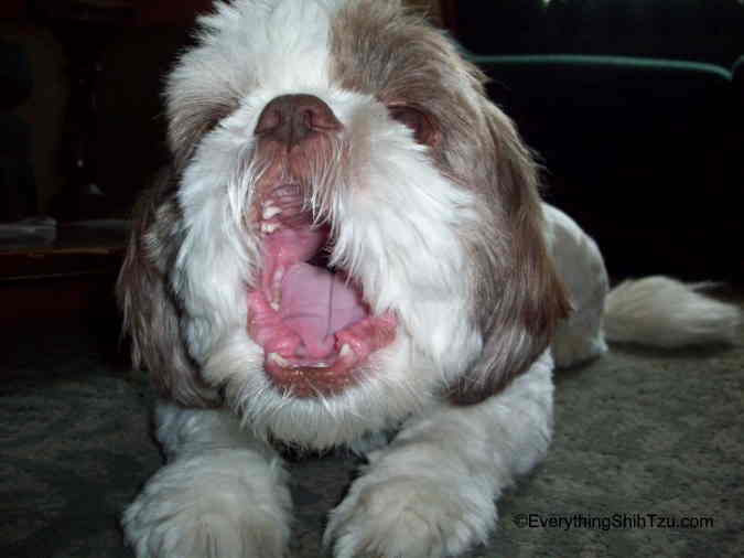 Shih Tzu with his mouth opened