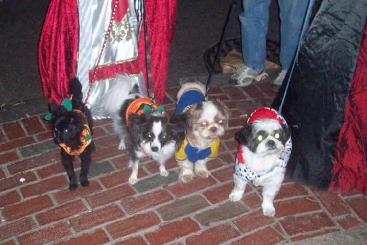 shih tzu costume