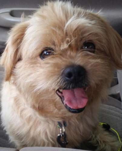 Dog food recipe books