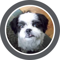 A portrait of Rocky, a black and white Shih Tzu