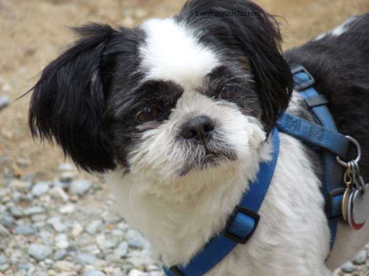 Shih Tzu dog named Rocky