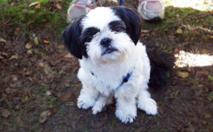 Black and white Shih Tzu sitting