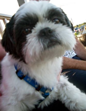 Dog trainers know these 5 simple, but highly effective dog obedience training tips that can help pet parents teach their strong-willed Shih Tzu to behave on cue