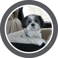 A portrait of Rufus, a grey and white Shih Tzu