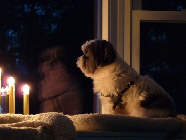 Rufus the Shih Tzu vigilantly keeping an eye out for any intruders Rufus a Shih Tzu "guard dog" keeping a vigilant watch out the window for intruders