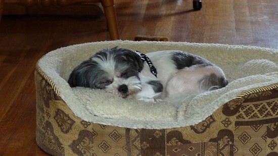 Rufus napping in his bed after a long day of playing with his siblings.  Wonder what he's dreaming about Rufus our Shih Tzu mix puppy napping in his bed after a long day of playing
