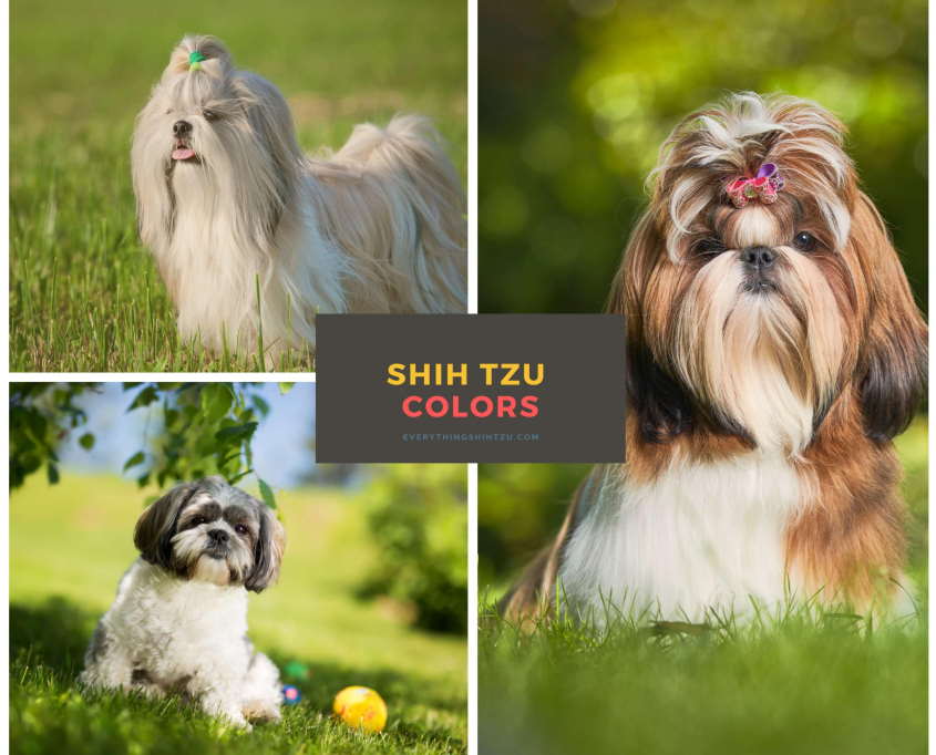 Shih Tzu Dog Colors And Markings  
