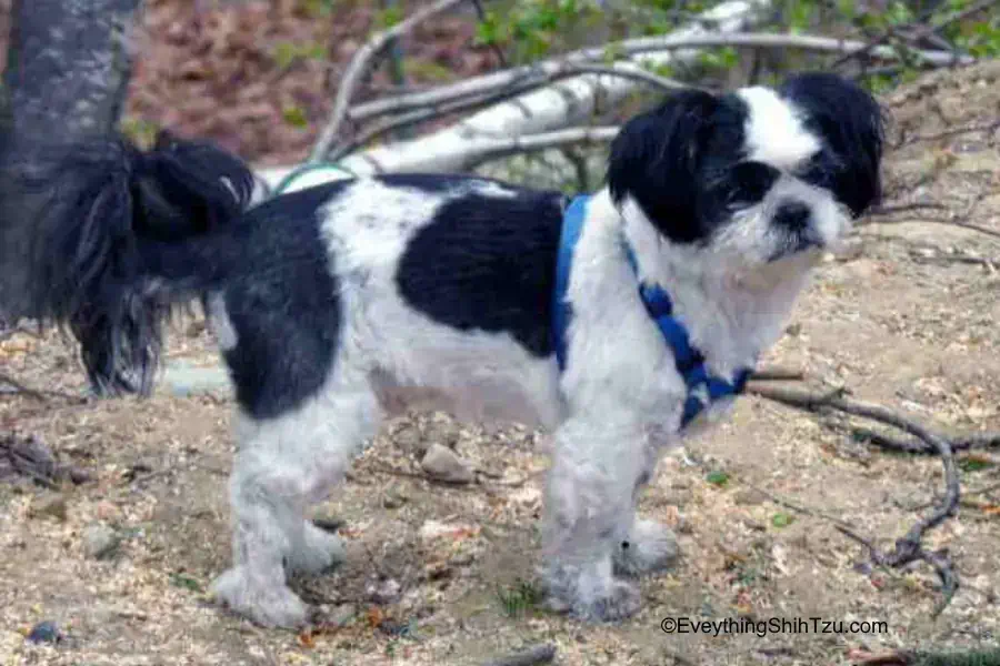 Black and white Shih Tzu dog standing on a path in a wooded setting
