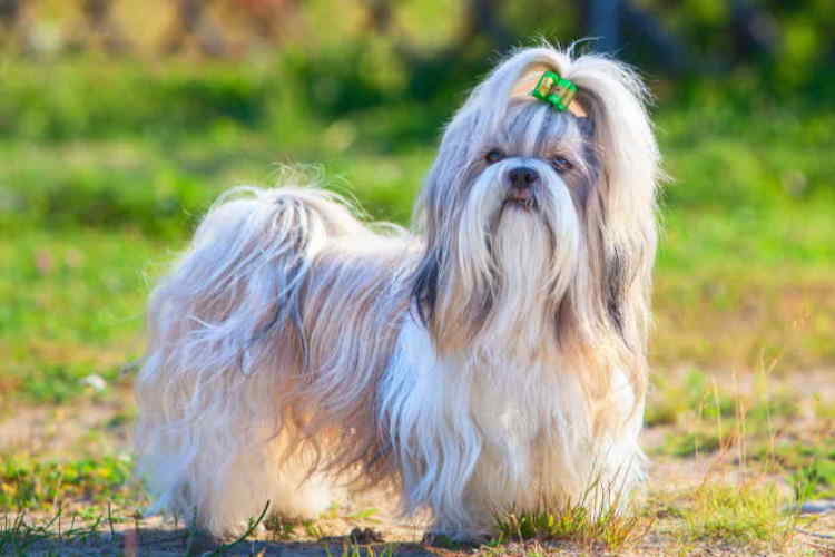 shih tzu hair knots