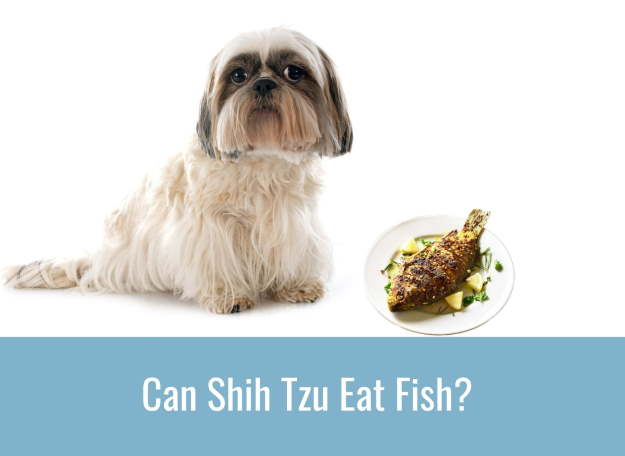 shih tzu foods they can eat