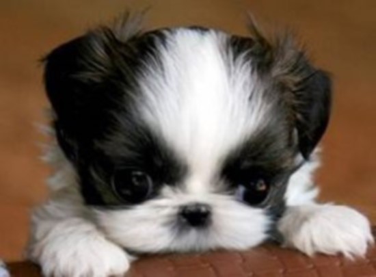 mini shih poo puppies