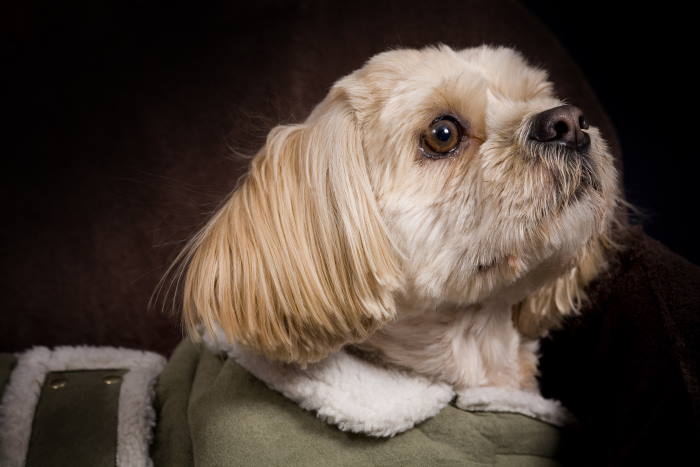 how to get a shih tzu to stop barking