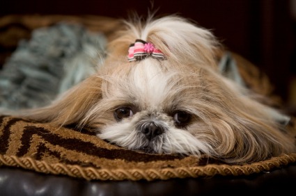 shih tzu dog food allergies