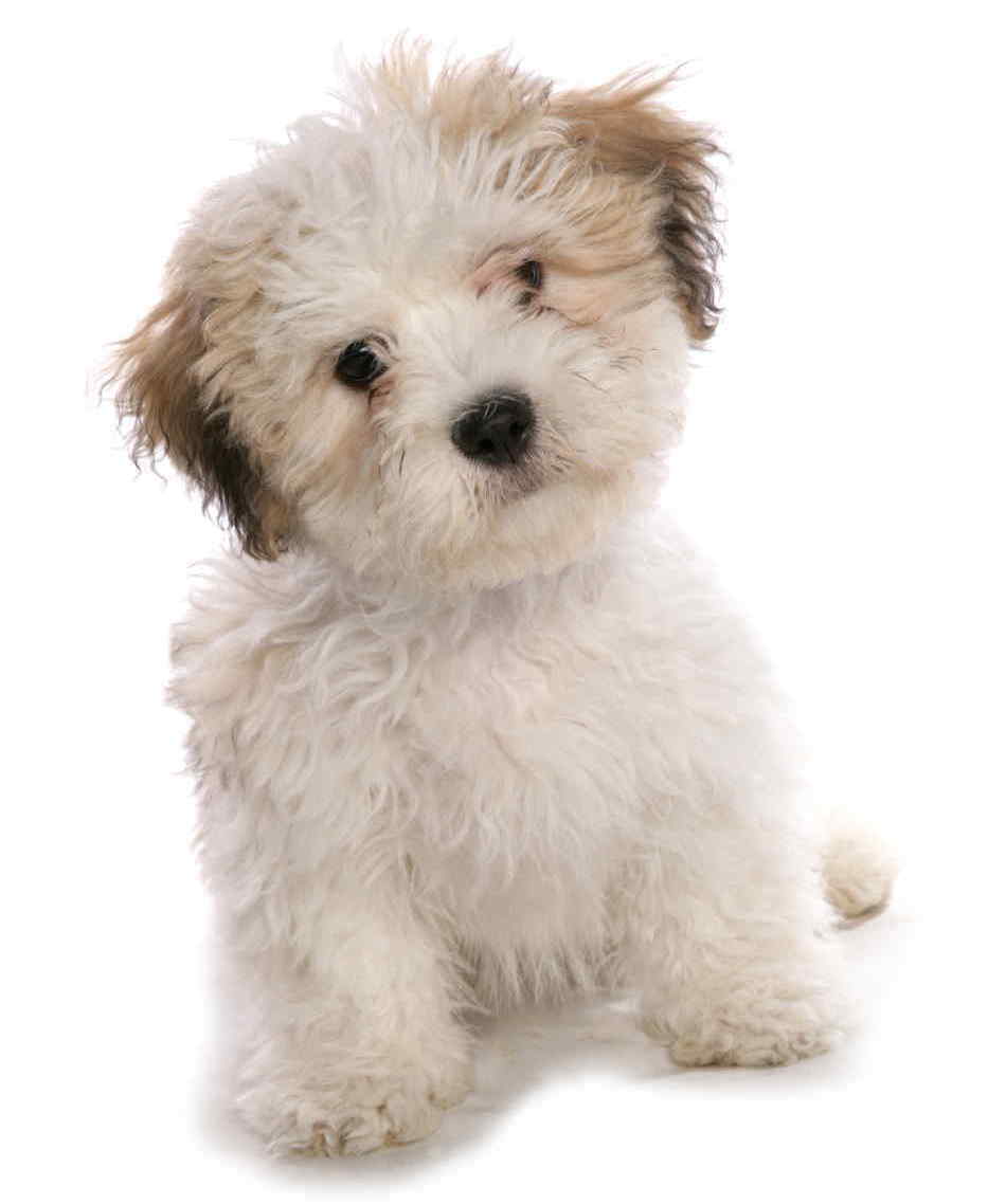 Shih Tzu Bichon Frise mix is known as a Shichon Shishon.jpg