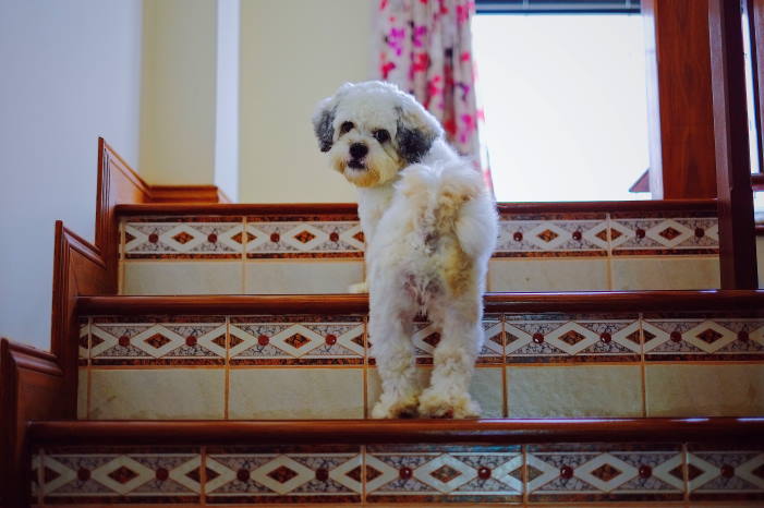 how do i teach my dog to use the stairs