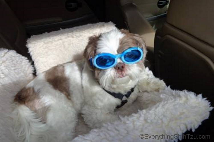 Tan and white Shih Tzu named Max wearing his blue "doggles" in his car seat