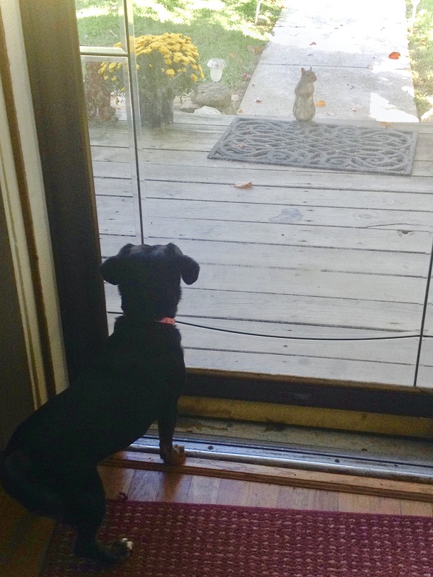 Large black dog standing in open doorway looking out Large black dog standing in open doorway looking out