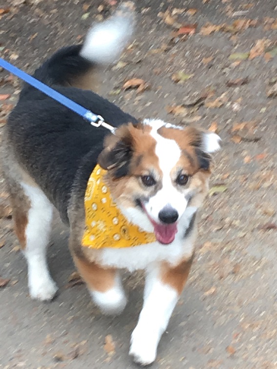 dog walking on leash with yellow bandana dog walking on leash with yellow bandana