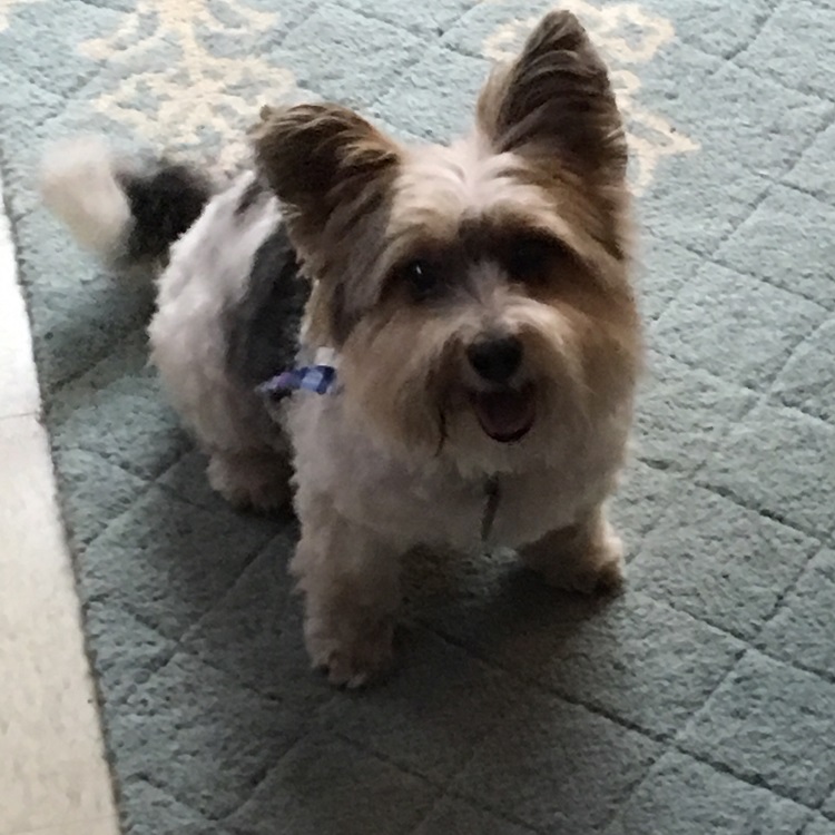 Small terrier dog Small terrier dog