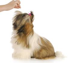 Shih Tzu being trained with treats Shih Tzu being trained with a treat