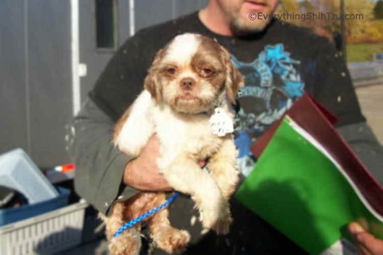 Max was rescued from dire conditions before he came to live with. A transportation company was used to get him to his forever home and family, we couldn't be happier Rescued Shih Tzu dog