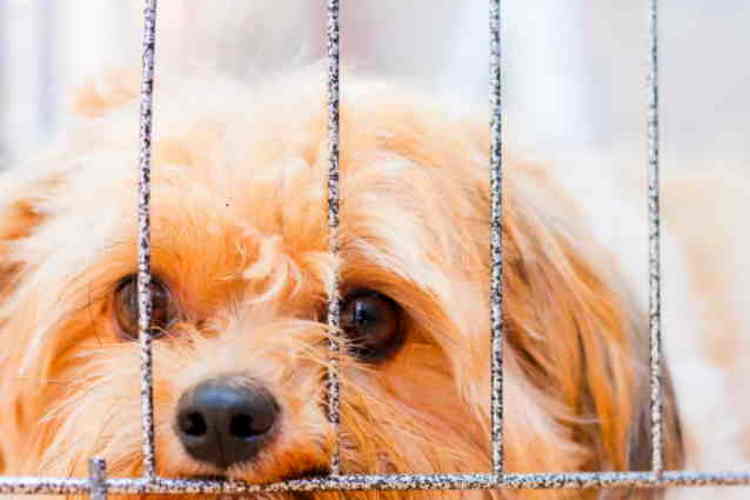 It's easy to get caught up in so much adorableness, however, when consider dog adoption you need to ask some very important questions Small tan-colored Shih Tzu mix dog looking out from behind a cage