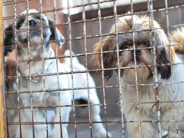 Many dogs like these two Shih Tzu end up in shelters. Two Shih Tzu dogs behind a dingy looking pen