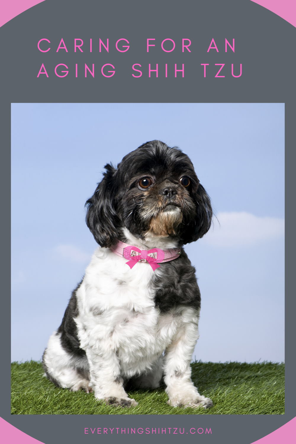 shih tzu hair care