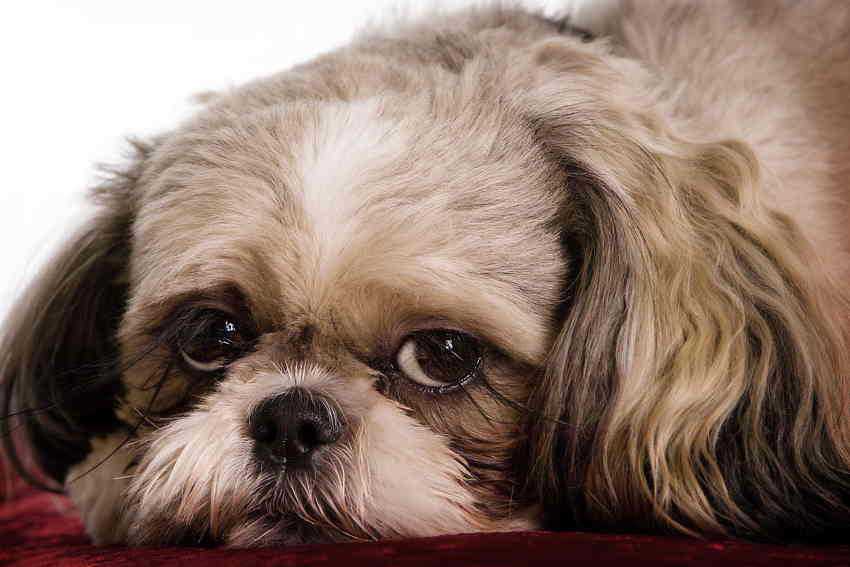 Dog Food Allergies: Causes, Symptoms and Alternatives