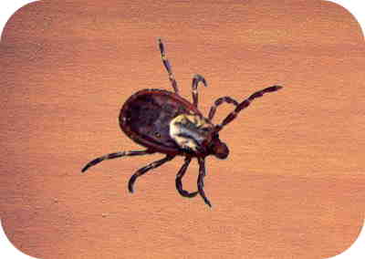 Carrapatos de cães americanos também conhecidos como carrapatos de madeira 8 rastreador de aparência aranha