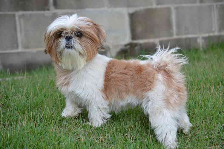 Shih Tzu ready for his training