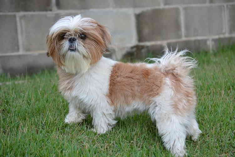 Shih Tzu Temperament-An Affectionate 