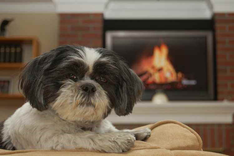 Best dogs sales for apartments reddit
