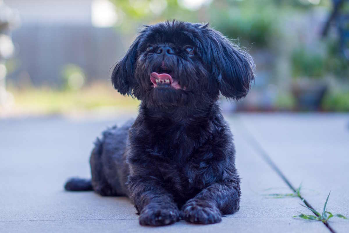 Rare Black Shih Tzu's: Exploring This Unique Variation of the Breed