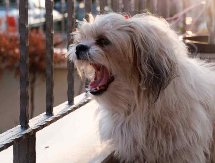 Shih Tzu from Barking at Other Dogs