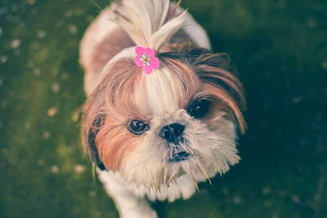 Shih Tzu dog with a pink ribbon holding her a top knot looking up for her next command