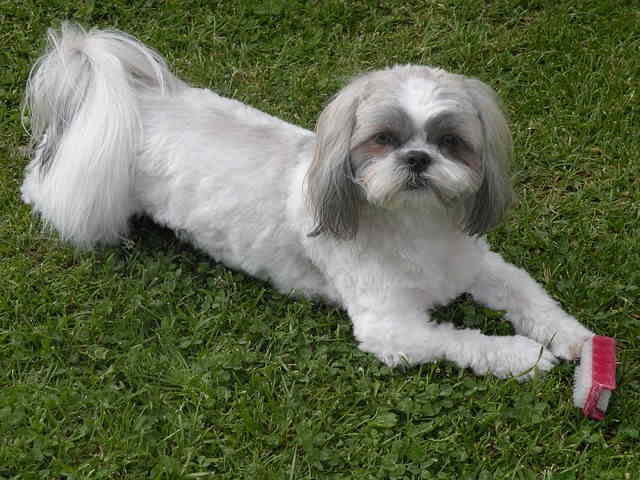 Grey and white Shih Tzu laying on the grass