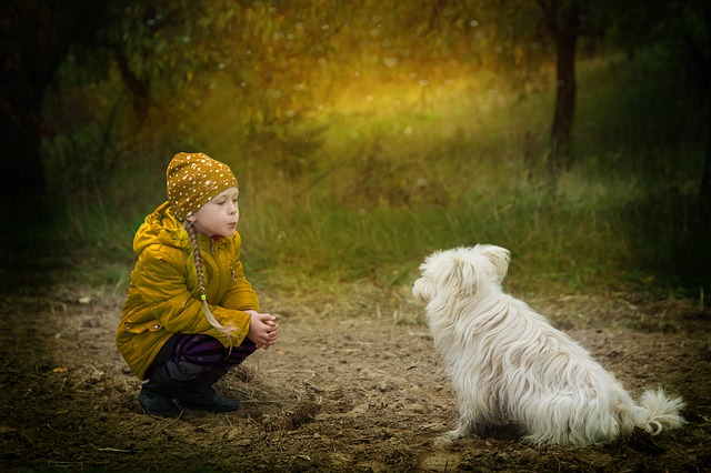 Young girl in a yellow hat and jacket teaching her small dog basic training commands.