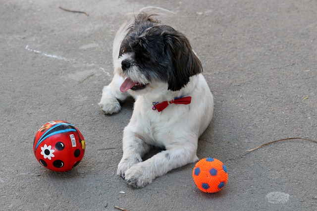 Black and white Shih Tzu laying down on pavement between his toys