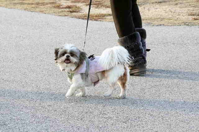 Walking a Shih Tzu dog on a leash