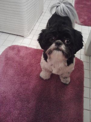 Shih Tzu Photo -Casey