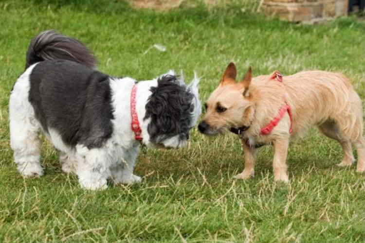 Best dog food for small dogs Shih Tzu and a Terrier dog playing together