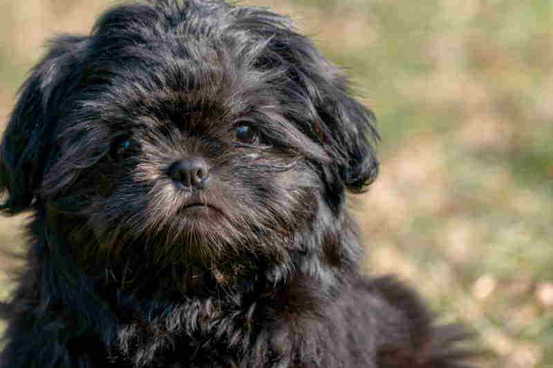 Shih Tzu Colors And Markings Most Common Most Rare Changes