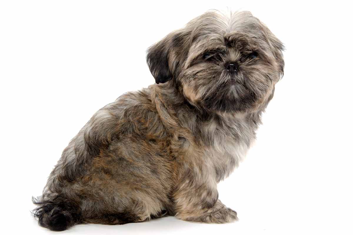 Brindle Shih Tzu Dog: A Perfect Blend of Grace and Charm