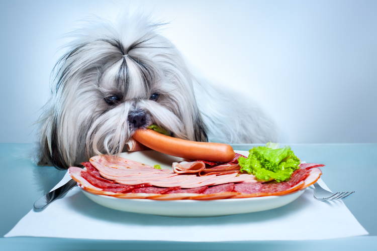 Can puppies eat hot dogs outlet
