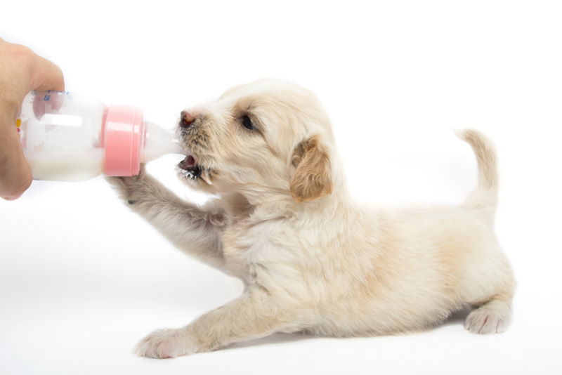 when should puppies stop drinking milk