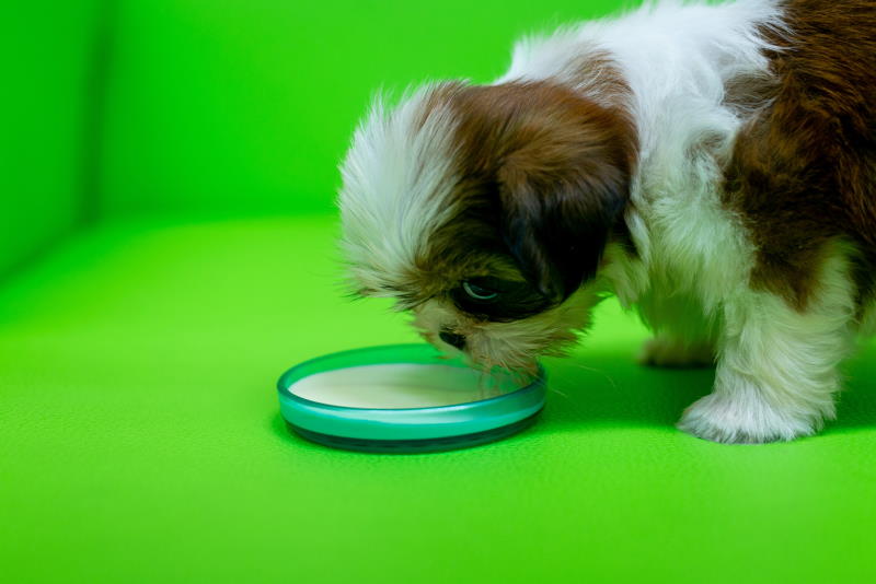 when should puppies stop drinking milk