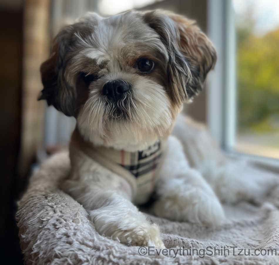 Shih Tzu